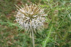Echinops echinatus